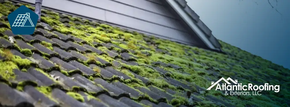 How Algae and Moss Affect your Roof Integrity
